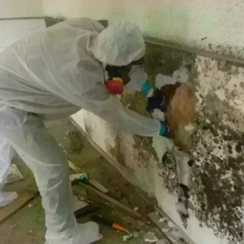 Mold Remediation and Removal in Amityville, NY